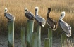 Sitting Pelicans