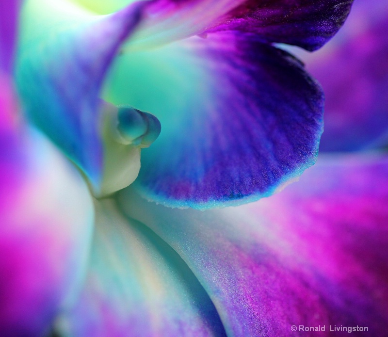 Dyed Orchid