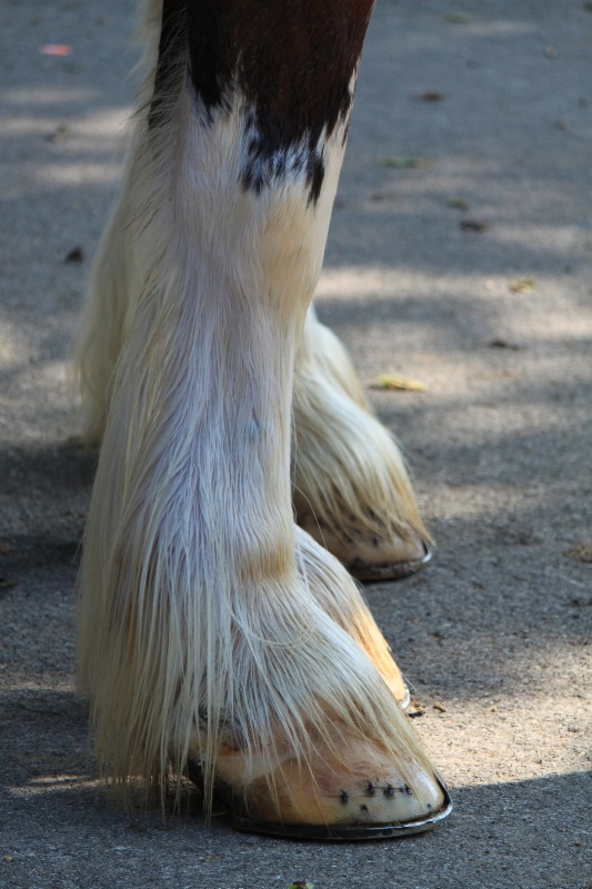 Horse Feet - ID: 11390006 © Tracy Bazemore