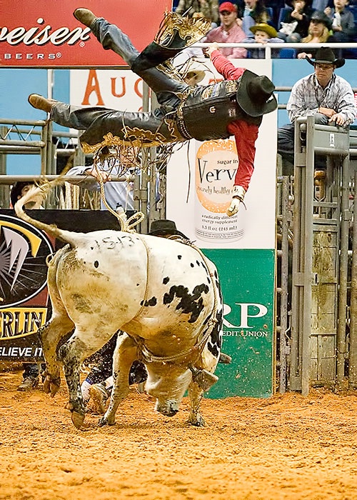 Bull Rider Thrown