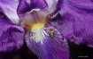 Purple Iris.........
