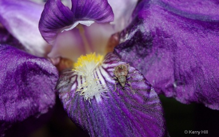 Purple Iris......and bug
