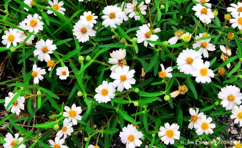 Blackfoot Daisy