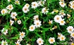 Blackfoot Daisy