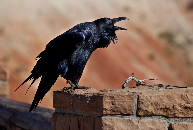 Raven Song - ID: 11392634 © Patricia A. Casey