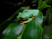 Nocturnal Frog