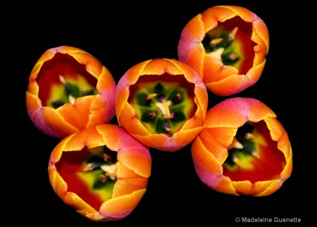 tulip-cups