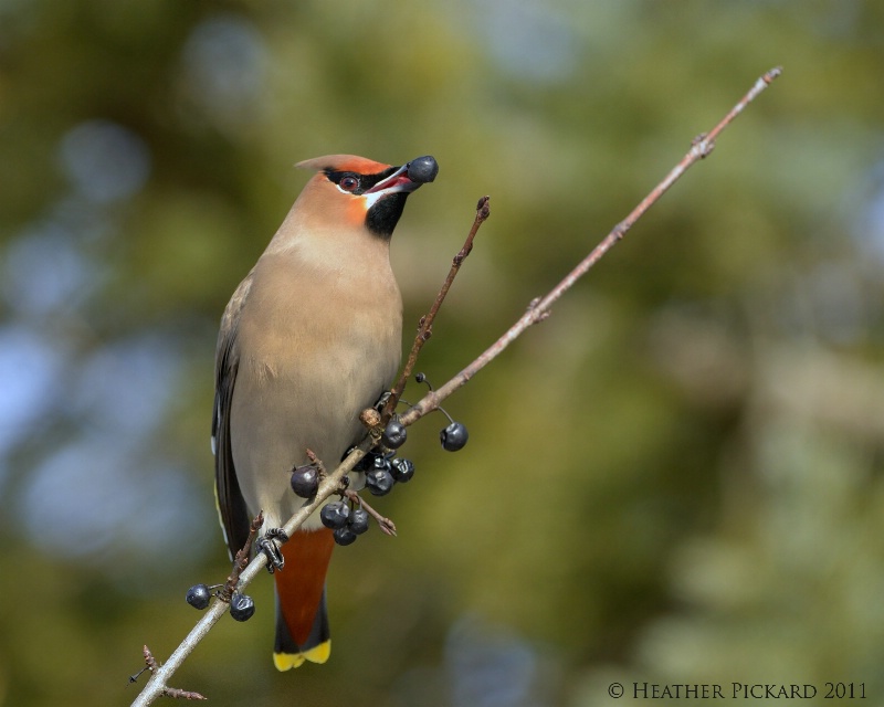 Bohemian Waxwing and Buckthorn Fruit