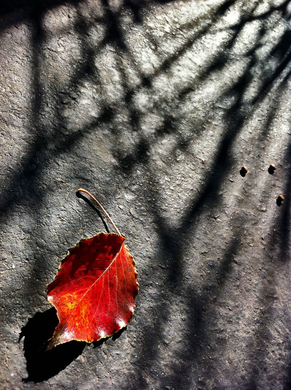 Last Leaf To Fall
