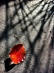 Last Leaf To Fall