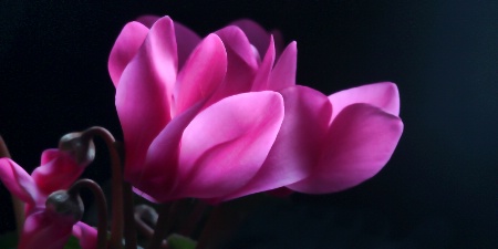 cyclamen & buds