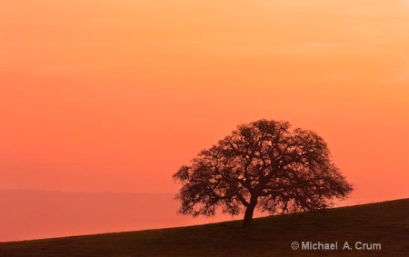 Oak Tree at Sunrise