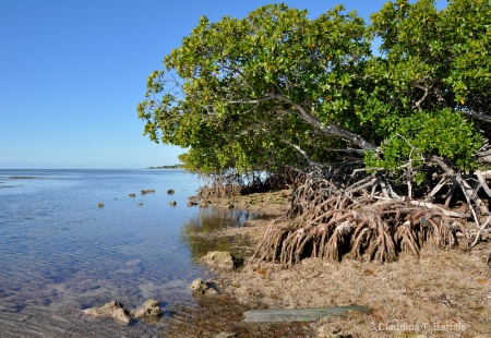 Wide angle mangrove