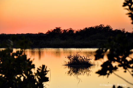 Telephoto Sunset lone mangrove in water