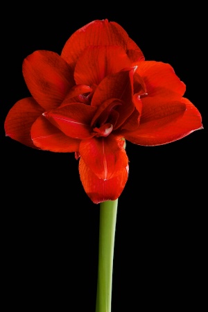 amaryllis  3