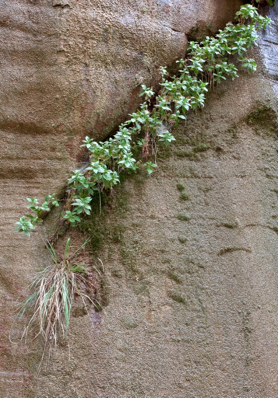 Hanging Garden