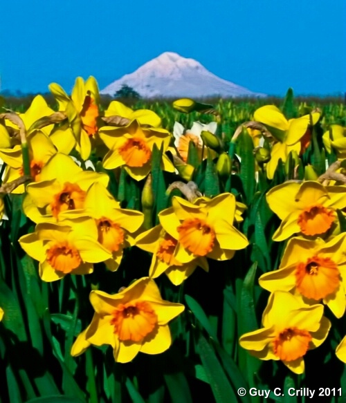 Daffodils and Mount Hood