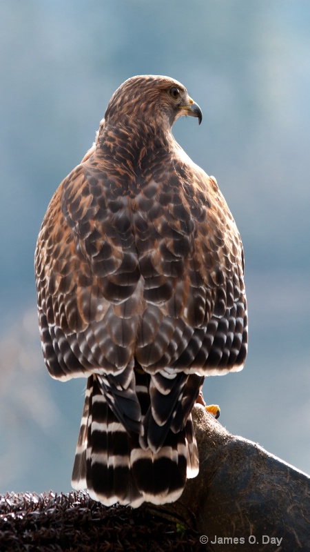Redtail Hawk2