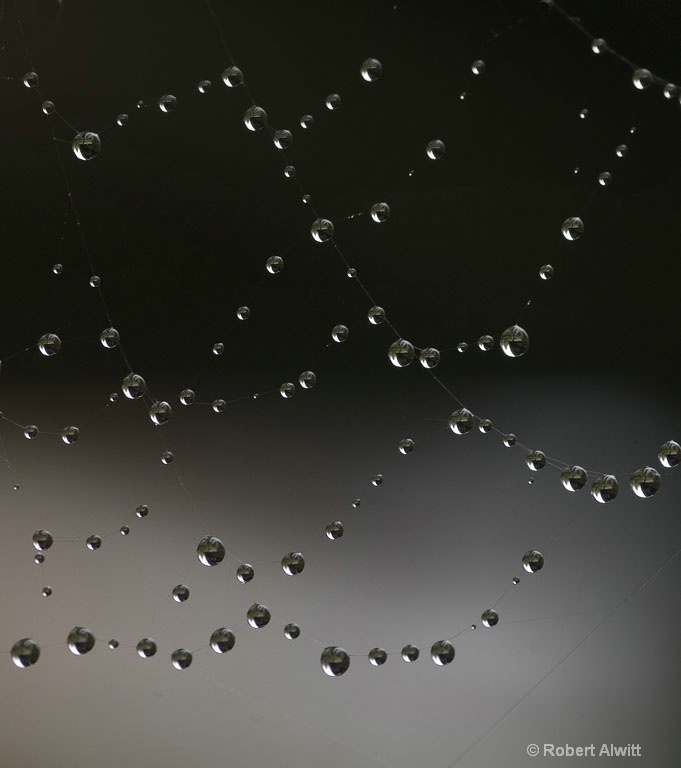 spider web and water drops-bob alwitt-n-a-0308-86