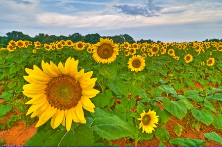 Sunflower Morning