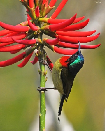 Sunbird (2)