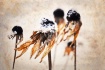 Winter Flowers
