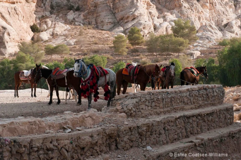 Gypsy Horses