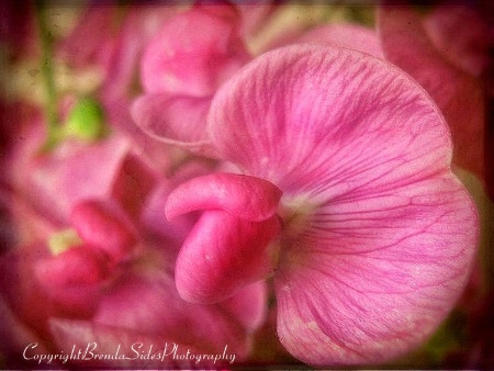 ~Sweet Pea~