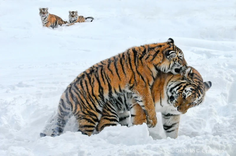 Tiger Games - ID: 11402666 © Deborah C. Lewinson
