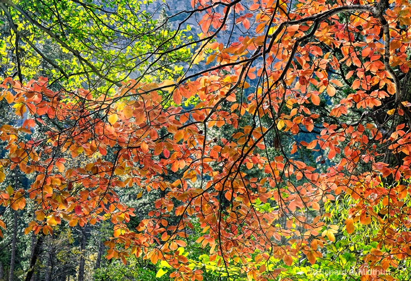 Autumn Colors