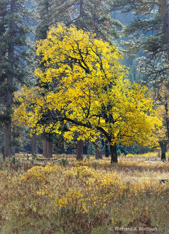 Black Oak in Autumn 