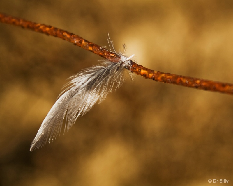 img7