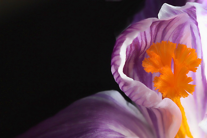 crocus detail