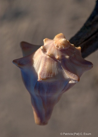 shell at botany bay dsc 0259