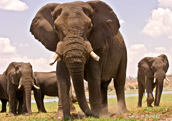 elefantes en chobe