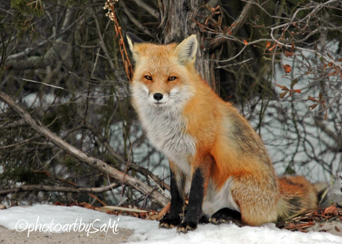Fox 1651
