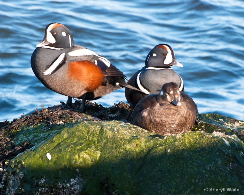 Harlequin Trio