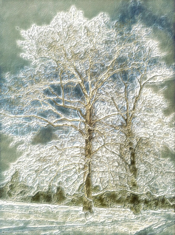 Snowy Trees - ID: 11405878 © Karen L. Messick