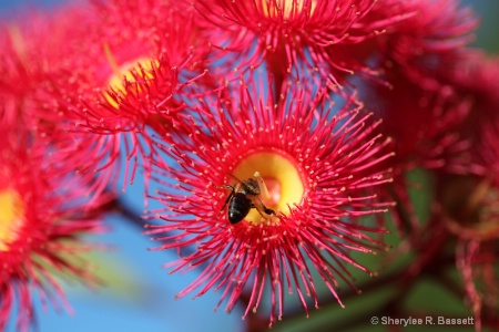 red flowering gum with bee