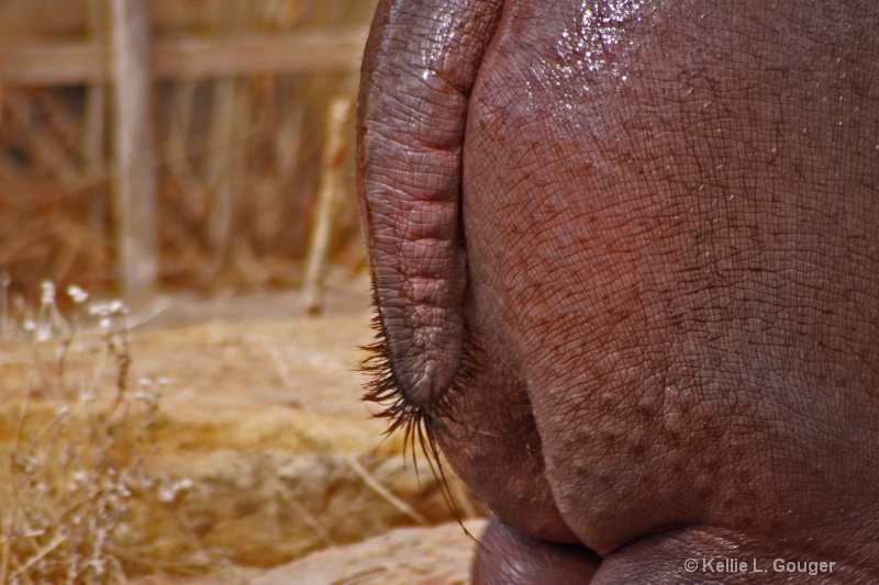 Hippo Butt!  Loved the tail hairs!