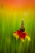 Mexican Hat