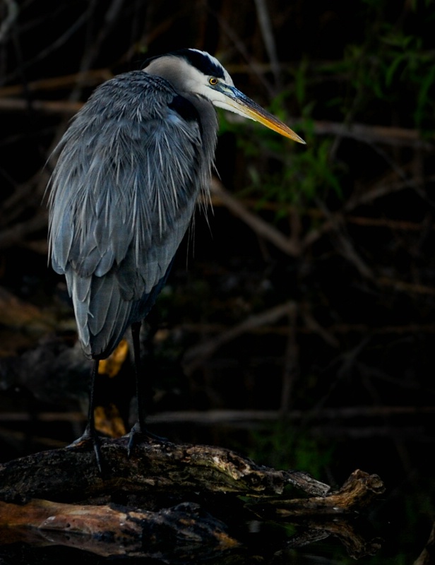 GBH in the Everglades