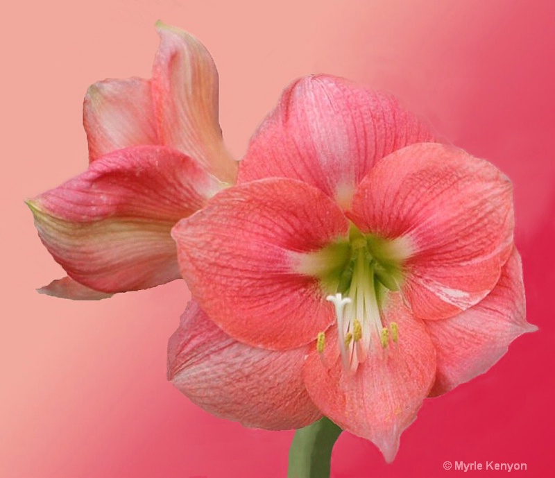 Amaryllis