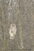 Winter Barred Owl