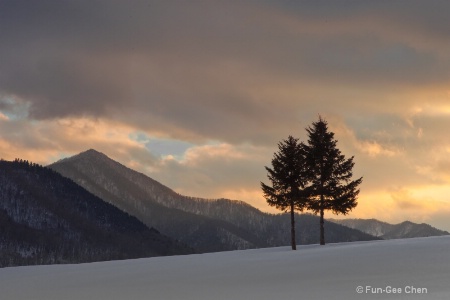 Winter Trees in Furano Hokkaido at sunset