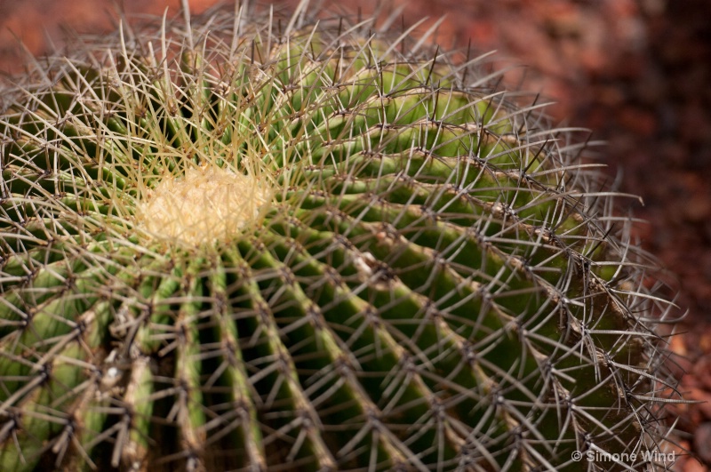 Botanic Garden Cactus