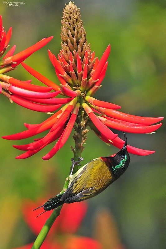 Sunbird with red flowers