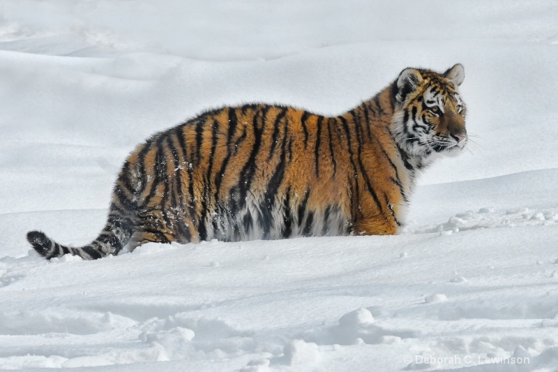 Siberian Tiger - ID: 11414500 © Deborah C. Lewinson