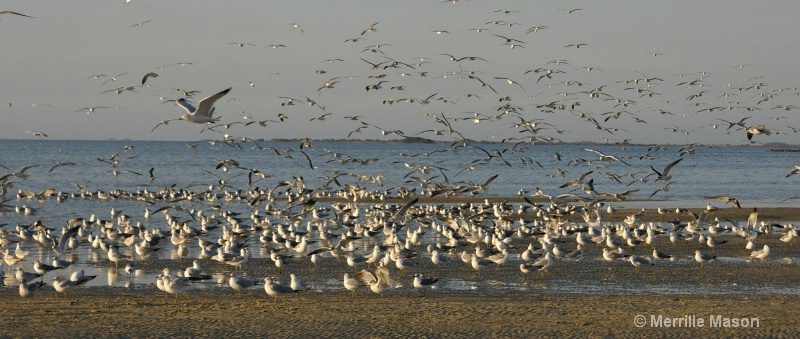 Flocks of Sea Birds