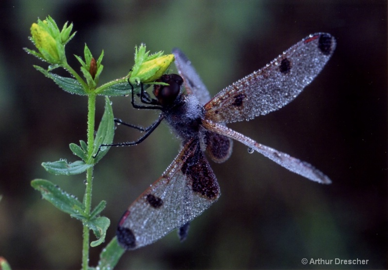 Dewey Dragonfly